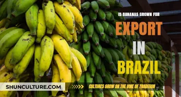 Brazil's Banana Bonanza: A Peek into the Export Market