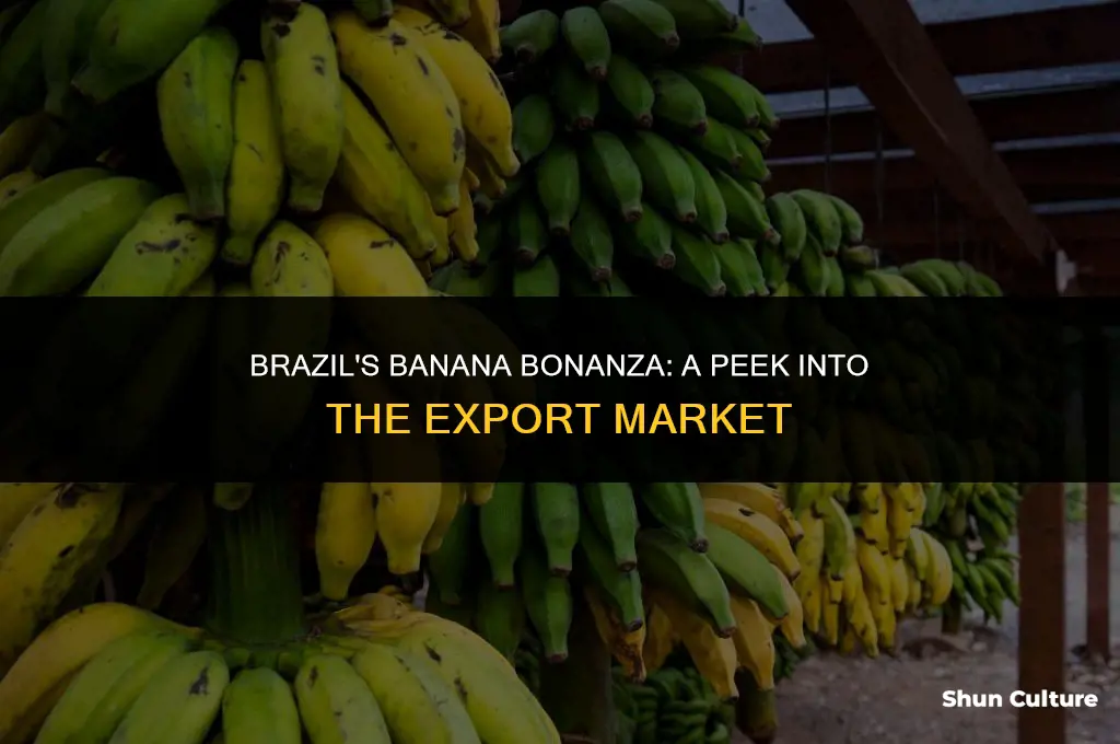 is bananas grown for export in brazil