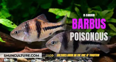 Barbus Barbodes: Are They Poisonous to Humans?