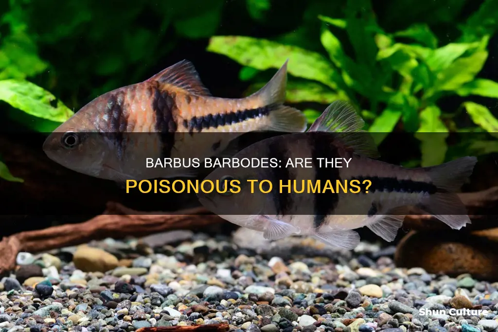 is barbud barbus poisonous