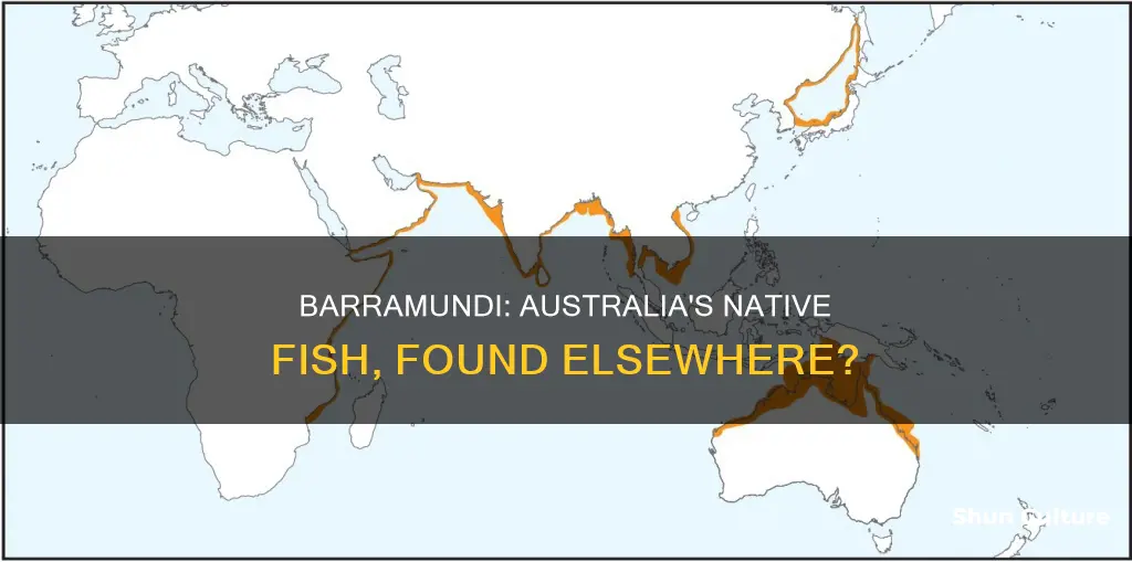 is barramundi only found in australia
