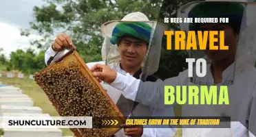 Exploring Myanmar: The Unsung Role of Bees in Burmese Travel