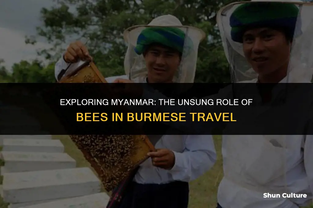 is bees are required for travel to burma