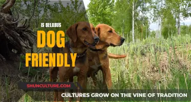 Belarus: A Dog-Friendly Travel Destination?