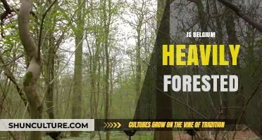 Exploring Belgium's Forest Coverage: A Surprisingly Green Nation