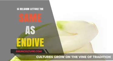 Exploring the Differences: Belgium Lettuce vs. Endive