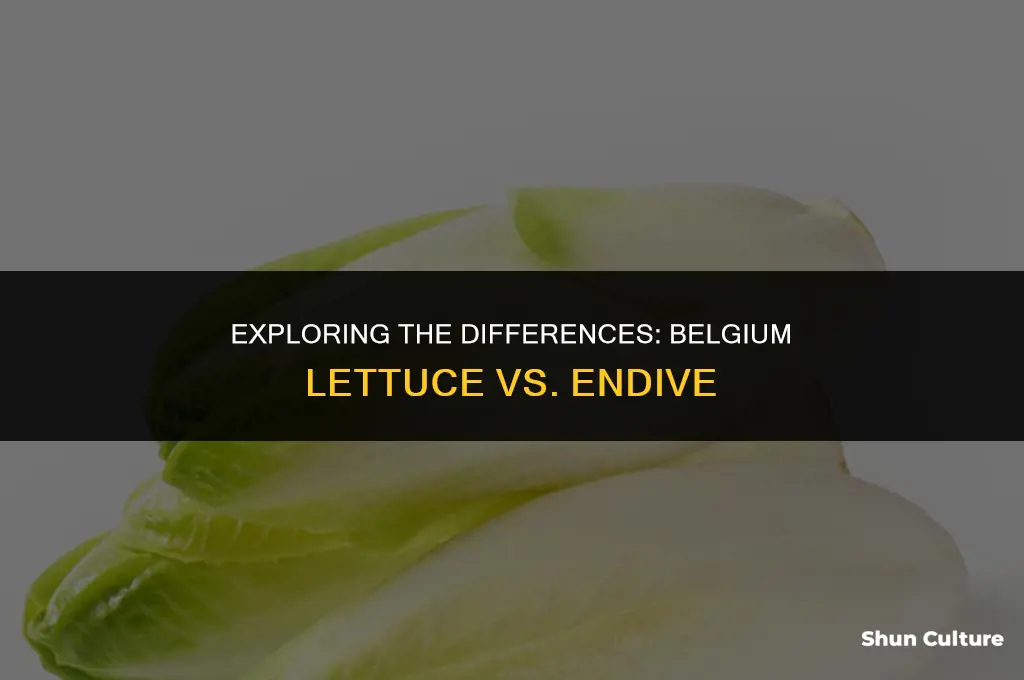 is belgium lettuce the same as endive