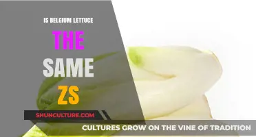 Exploring the Differences: Is Belgium Lettuce the Same as Romaine?
