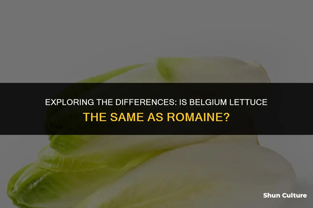 is belgium lettuce the same zs