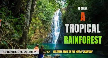 Belize's Tropical Rainforest: Paradise Explored