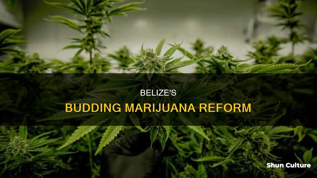 is belize decriminializing marijuana