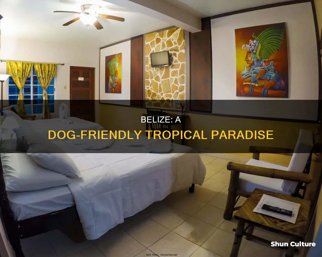 is belize dog friendly