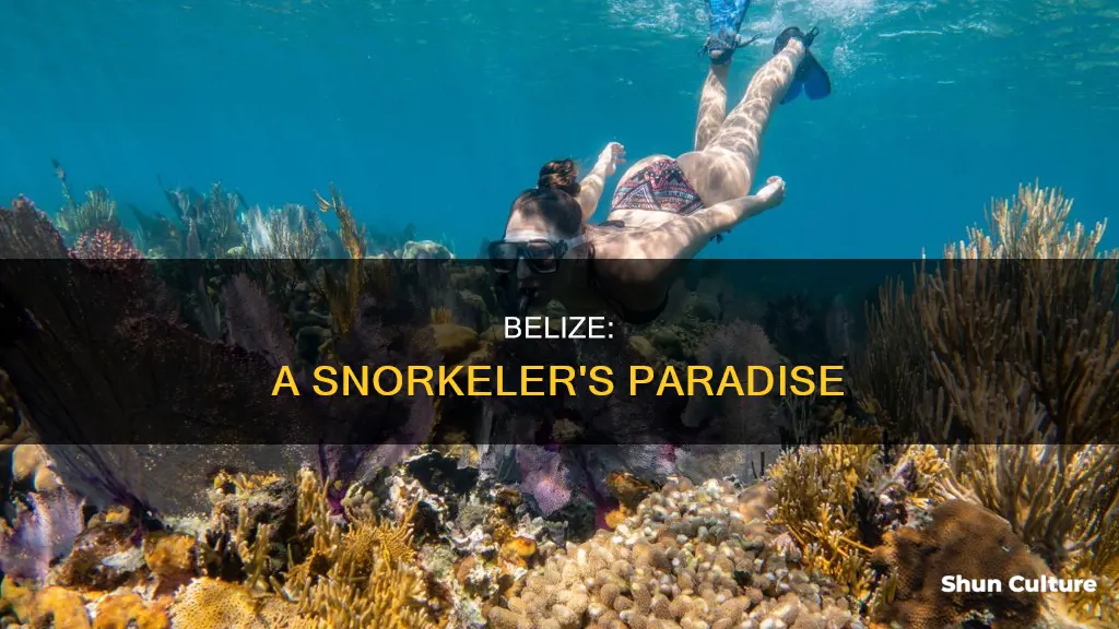 is belize good for snorkeling