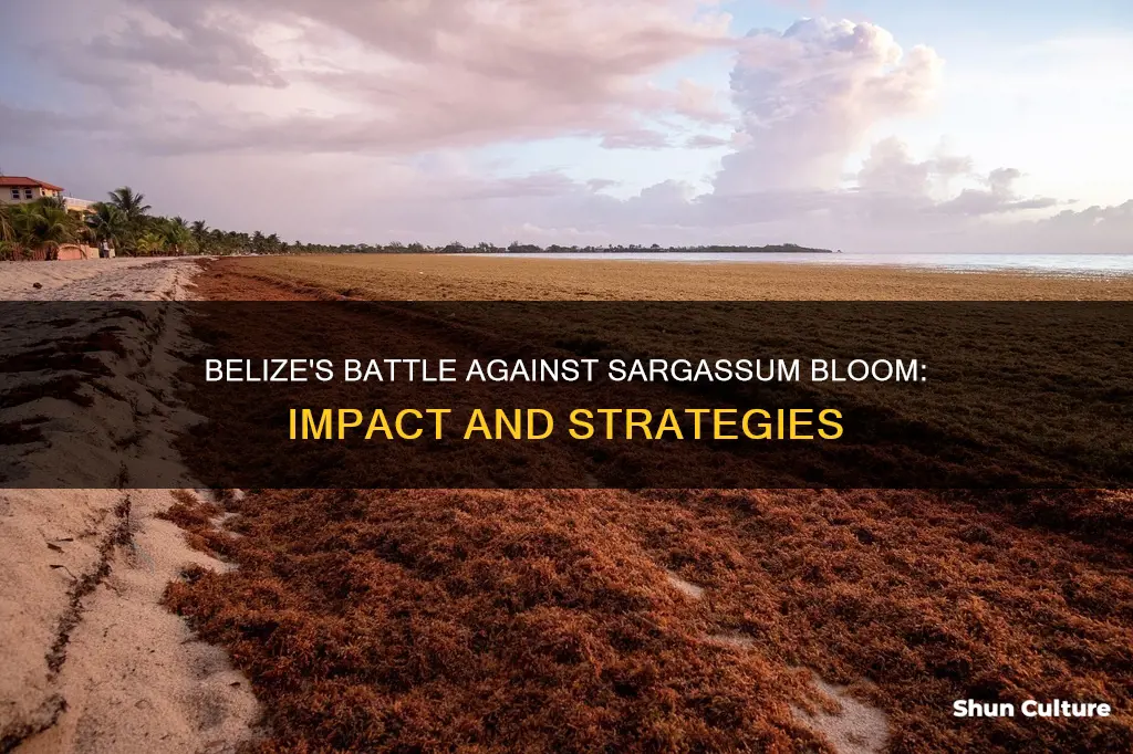 is belize impacted by sargassum bloom