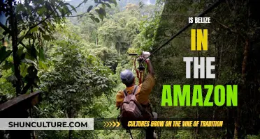 The Amazon's Reach: Exploring Belize's Connection to the Mighty Rainforest