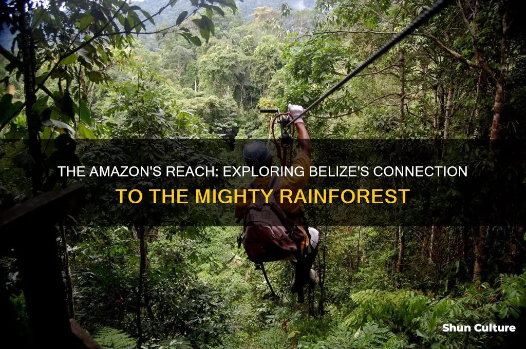 is belize in the amazon