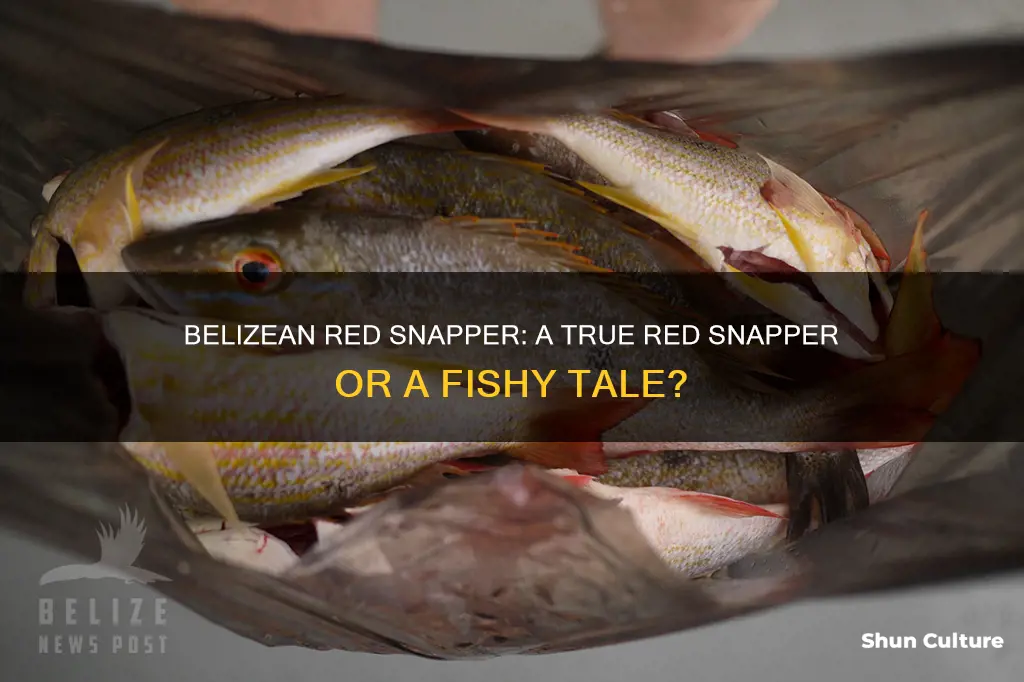 is belizean red snapper really red snapper