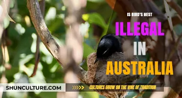 Bird's Nest Trade: Australia's Illegal Wildlife Trafficking