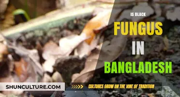 Black Fungus in Bangladesh: Causes, Symptoms, and Prevention Tips