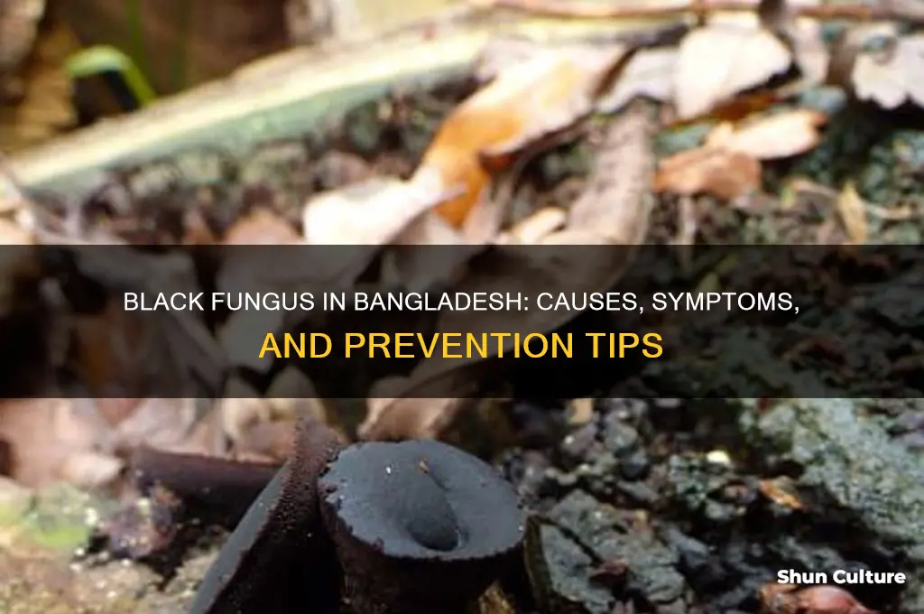 is black fungus in bangladesh