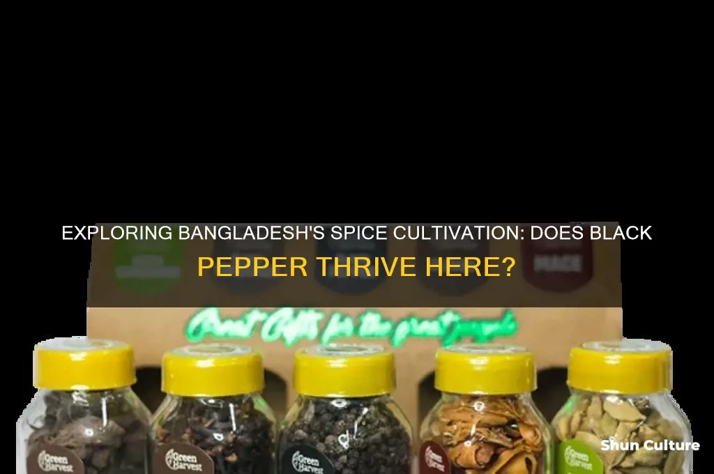 is black pepper grown in bangladesh