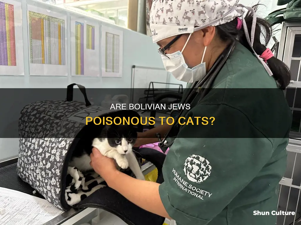 is bolivian jew poisonous to cats