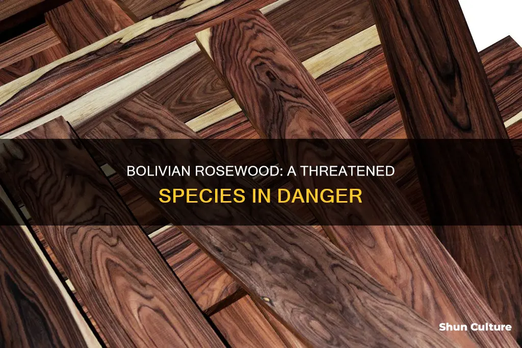 is bolivian rosewood endangered