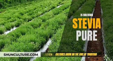 The Purity of Bolivian Stevia: Is It Pure?