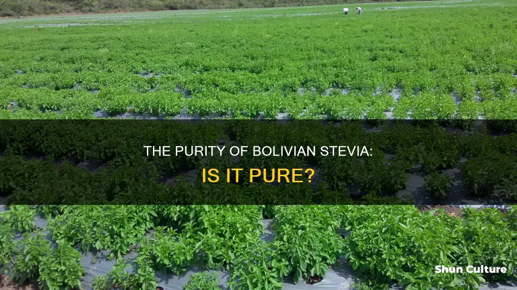 is bolivian stevia pure