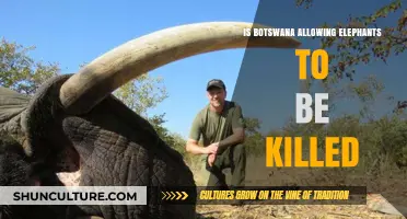 Botswana's Elephant Hunting Policy: Conservation or Controversial Decision?