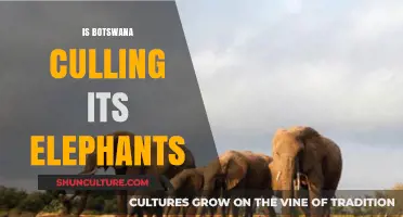 Botswana's Elephant Culling Debate: Facts, Controversies, and Conservation Concerns