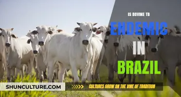 Exploring the Status of Bovine TB in Brazil: Endemic or Not?
