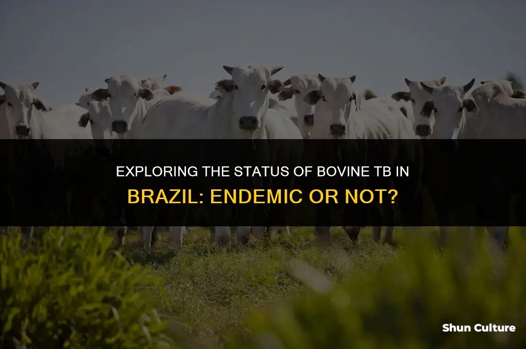 is bovine tb endemic in brazil