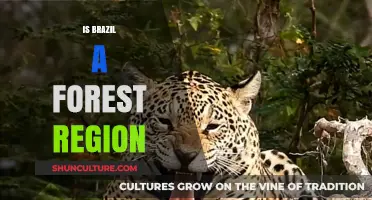 Exploring Brazil's Rich Biodiversity: Forest Region or Not?