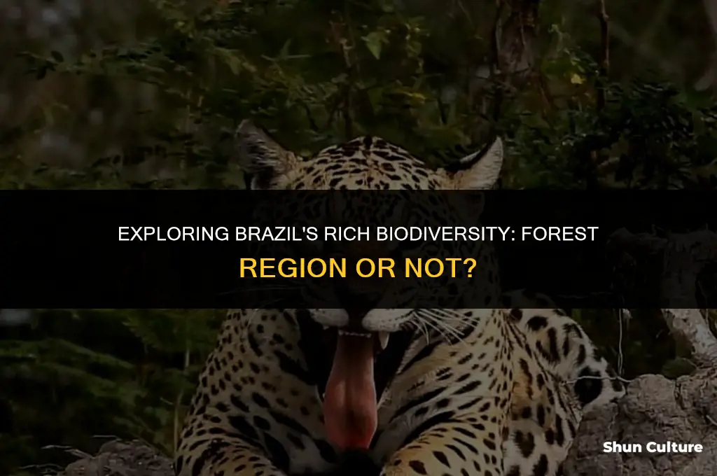 is brazil a forest region