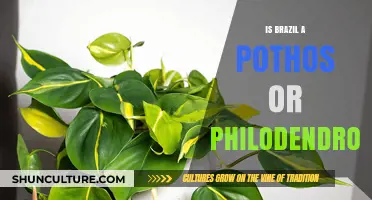 Exploring the Verdant Confusion: Brazil's Pothos or Philodendron Dilemma