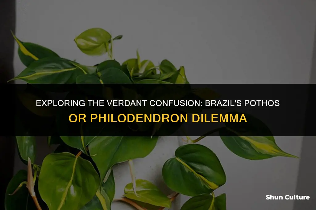 is brazil a pothos or philodendron
