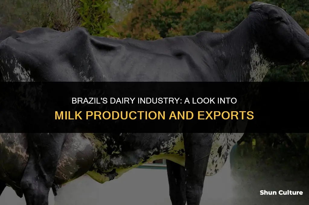 is brazil a producer of milk