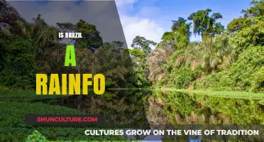 Exploring Brazil's Rainforest: A Journey into the Amazon's Heart