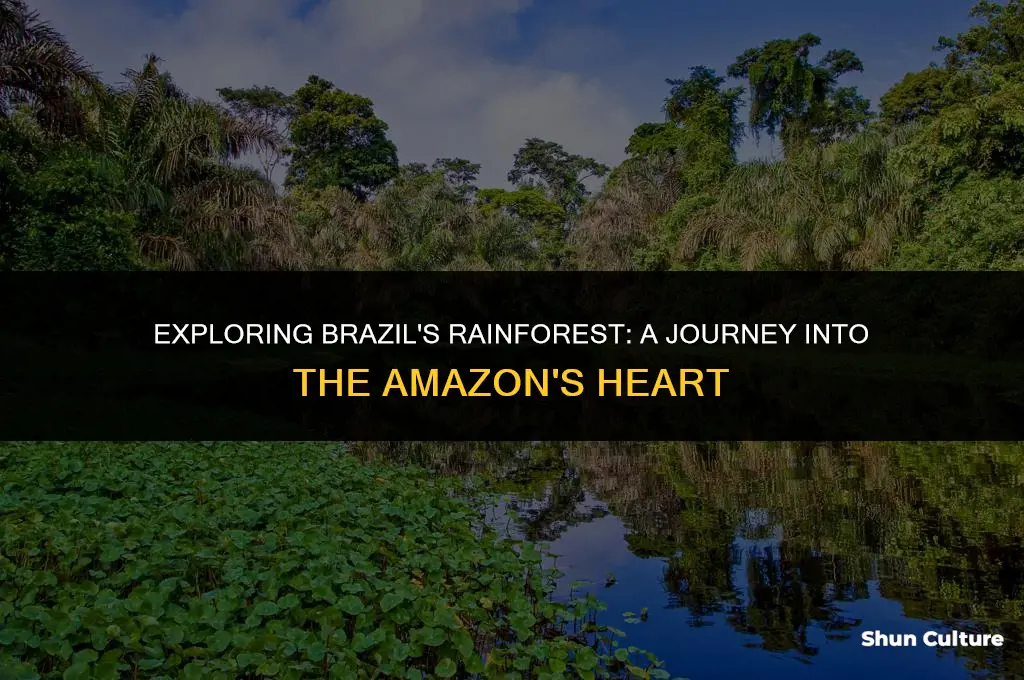 is brazil a rainfo