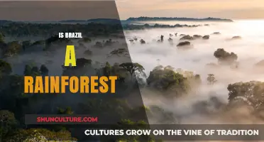 Exploring Brazil's Rainforest: Myths, Facts, and Conservation Efforts