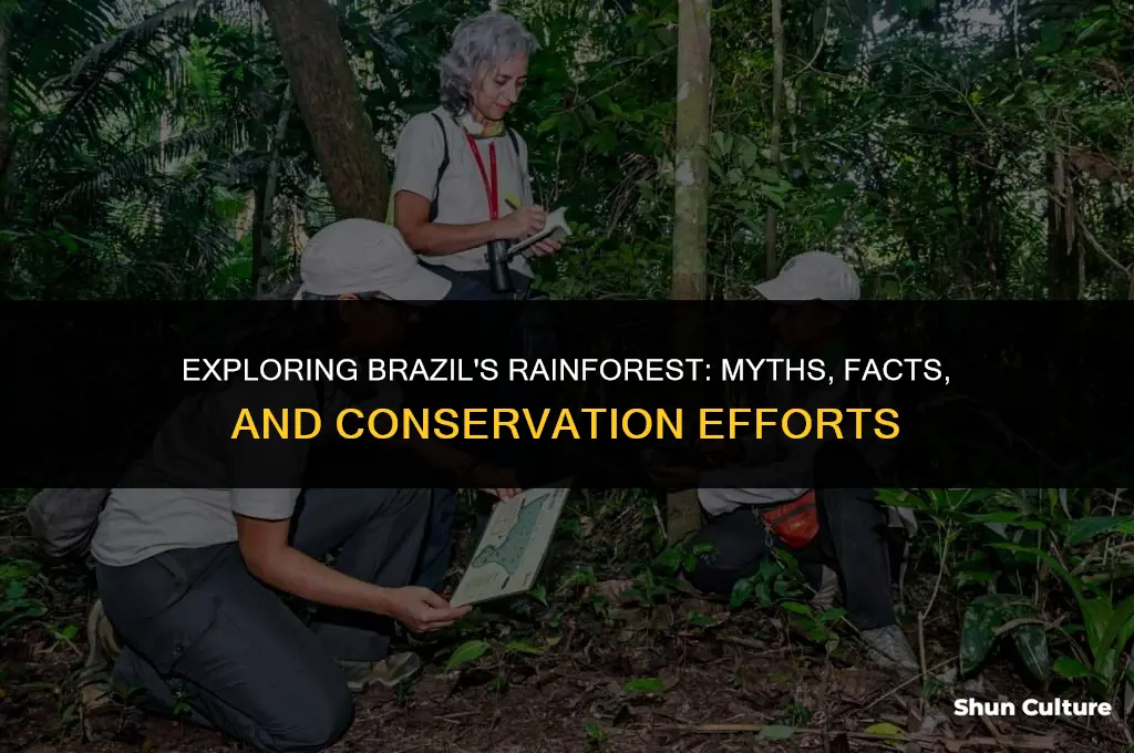 is brazil a rainforest