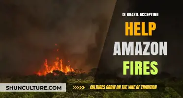 Global Response to Amazon Fires: Is Brazil Open to International Aid?