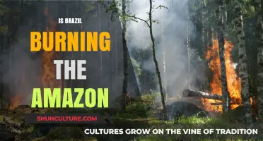 The Amazon Ablaze: Unraveling the Truth Behind Brazil's Environmental Crisis