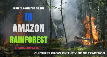Amazon Ablaze: Brazil's Fight Against Rainforest Fires