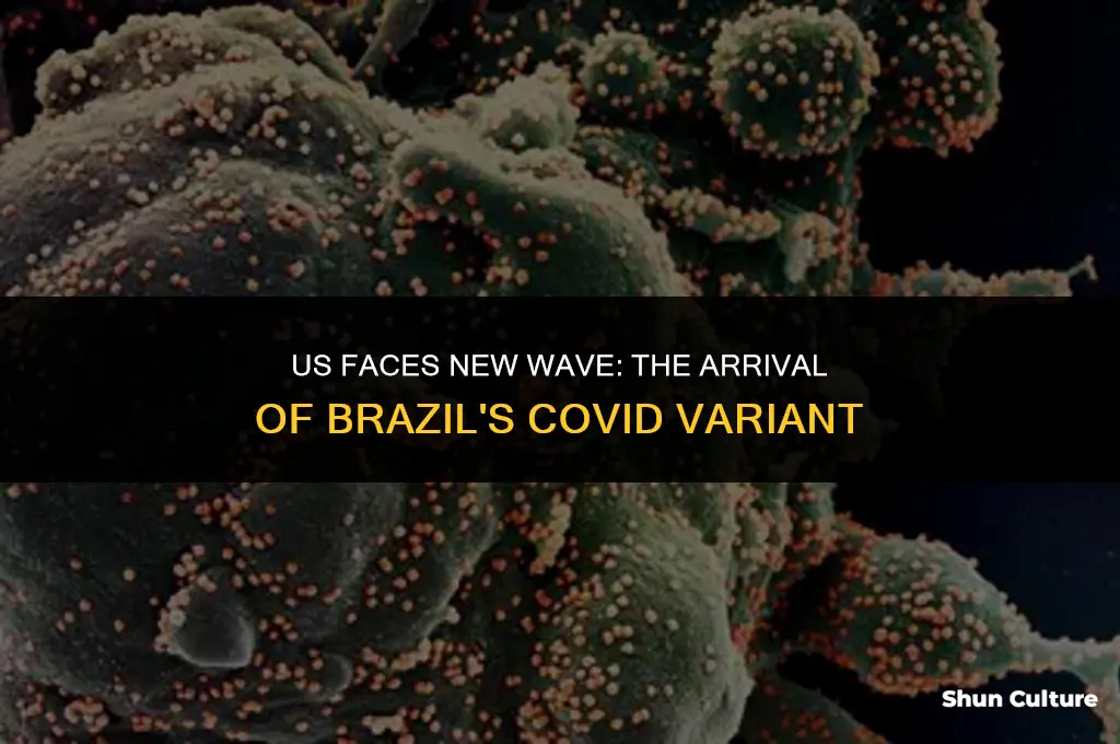 is brazil covid variant in us