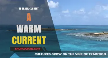 Exploring the Nature of Brazil Current: Warm or Not?
