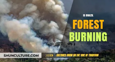 Amazon Ablaze: The Dire Reality of Brazil's Forest Fires