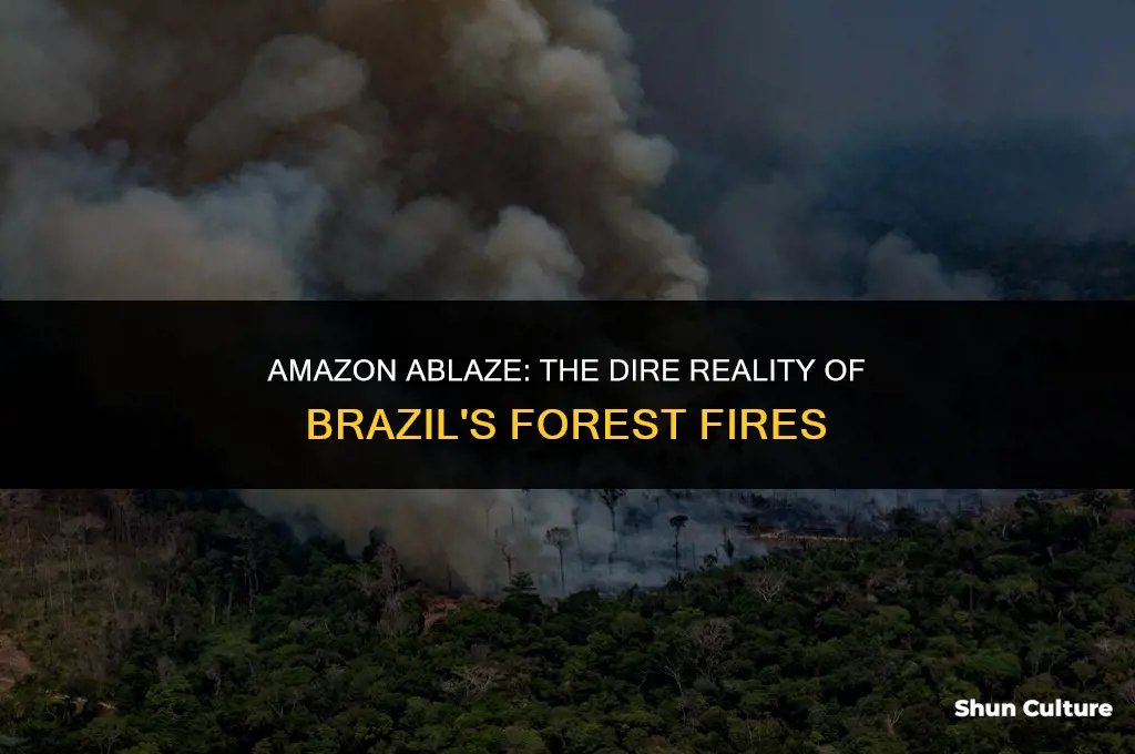 is brazil forest burning