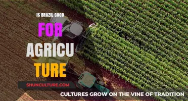 Exploring Brazil's Agricultural Potential: A Comprehensive Overview